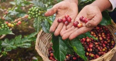 Cuál será el principal producto de exportación de Nicaragua en 2025

 – Notifrontera