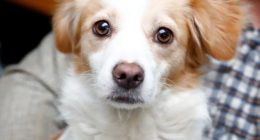 Presentan oficialmente mascota de los XX Juegos Deportivos Bolivarianos Lima–Ayacucho 2025 – – Notifrontera