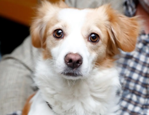 Presentan oficialmente mascota de los XX Juegos Deportivos Bolivarianos Lima–Ayacucho 2025 – – Notifrontera