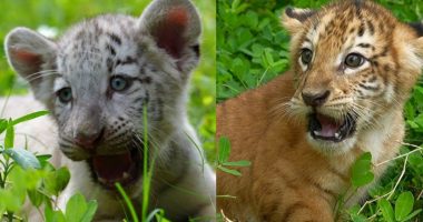 Nacieron dos cachorros de tigre en el Zoológico Nacional de Nicaragua

 – Notifrontera