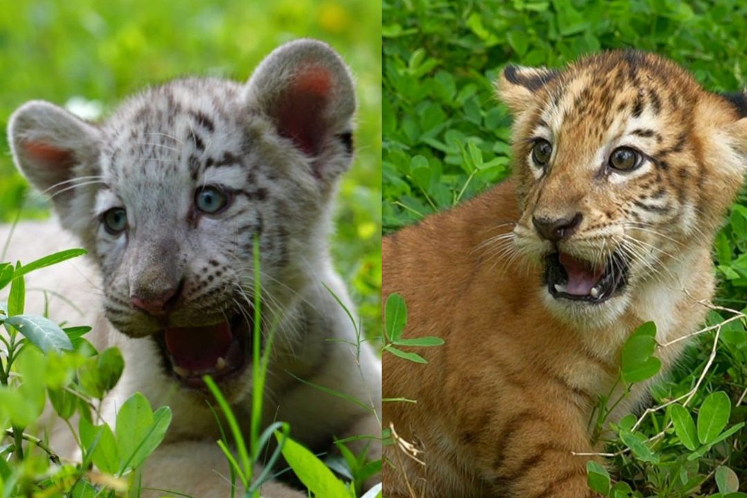 Nacieron dos cachorros de tigre en el Zoológico Nacional de Nicaragua

 – Notifrontera
