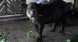 Nació en el Zoológico Nacional la danta centroamericana en peligro de extinción

 – Notifrontera