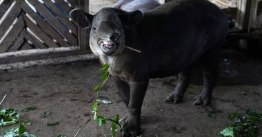 Nació en el Zoológico Nacional la danta centroamericana en peligro de extinción

 – Notifrontera