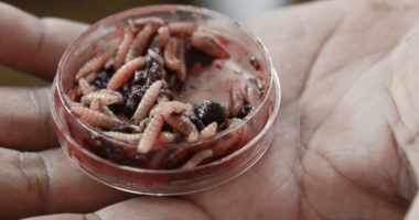 ¿Dónde se concentran los 271 casos humanos de gusano barrenador en Nicaragua?

 – Notifrontera