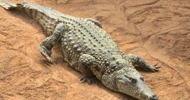 Detienen al hombre que contribuyó a la muerte del cocodrilo en Chichigalpa

 – Notifrontera